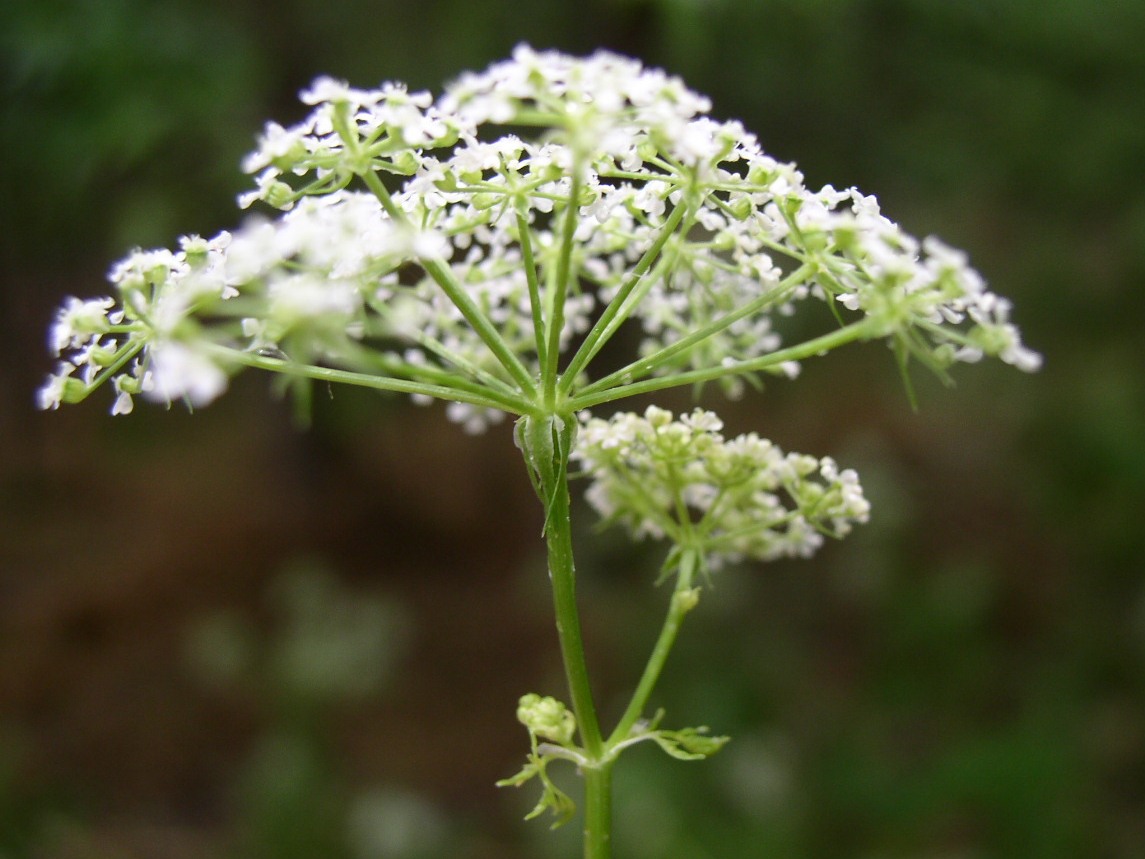 Conium maculatum - Alchetron, The Free Social Encyclopedia